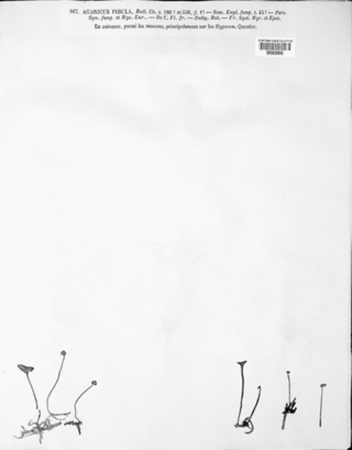 Rickenella fibula image